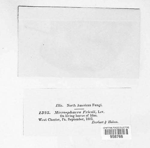 Erysiphe friesii image